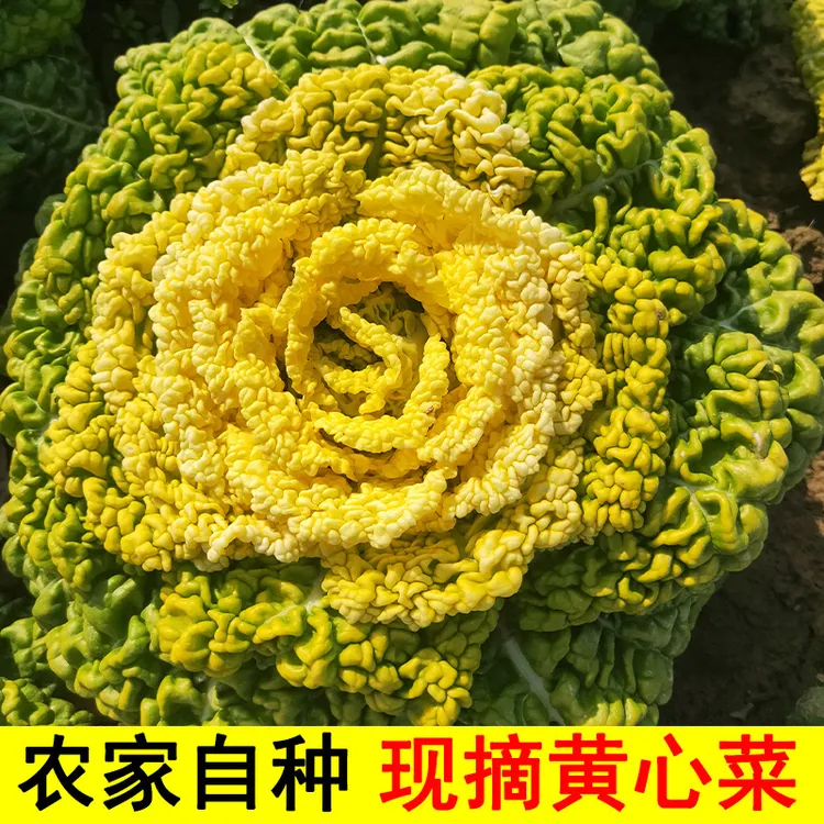 现摘黄心菜黄心乌塌菜新鲜蔬菜霜冻花菜当季脆嫩白青菜包邮