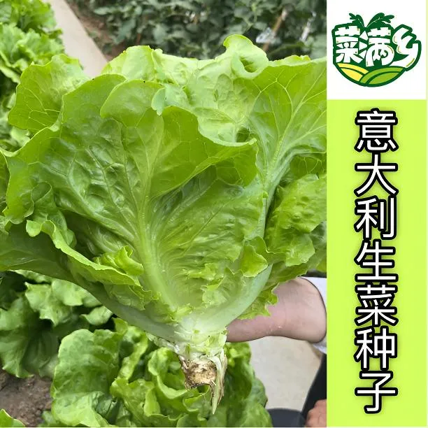 菜满乡【意大利生菜种子蔬菜】耐热生菜菜籽阳台盆栽家庭小院种菜