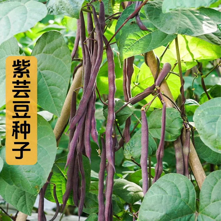 紫芸豆种子正品对版紫色芸豆豆角