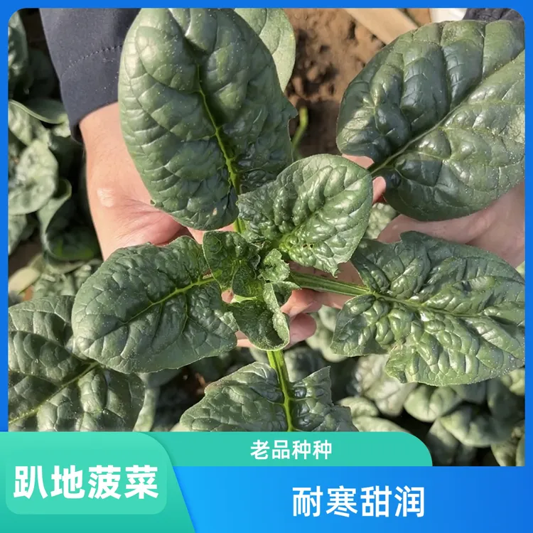 趴地菠菜种子老品种塌地菠春秋冬季耐寒耐热菜种红根菠菜易种蔬菜
