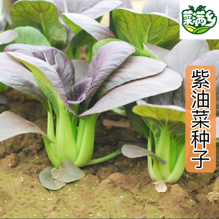 菜满乡【紫油菜种子】正品对版紫罗兰蔬菜油菜