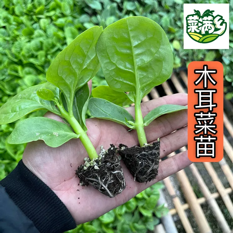 菜满乡【木耳菜苗】大叶圆叶耐热易种植蔬菜苗黄瓜