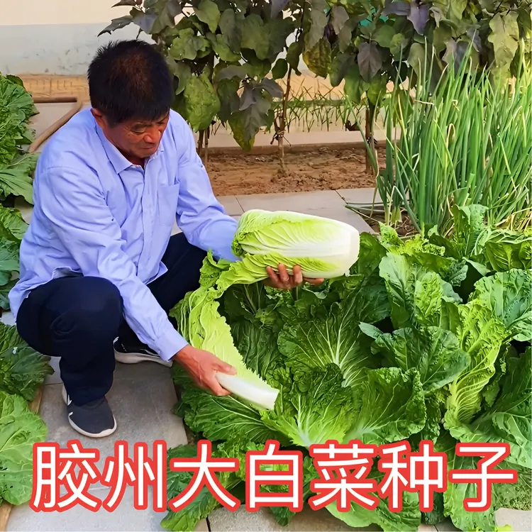 【胶州大白菜种子】秋播白菜种子蔬菜脆甜无丝白菜种子杂交