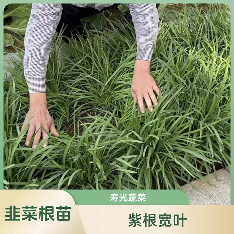 菜满乡韭菜根苗紫根宽叶真品对版发达粗壮蔬菜之乡寿光红根农家
