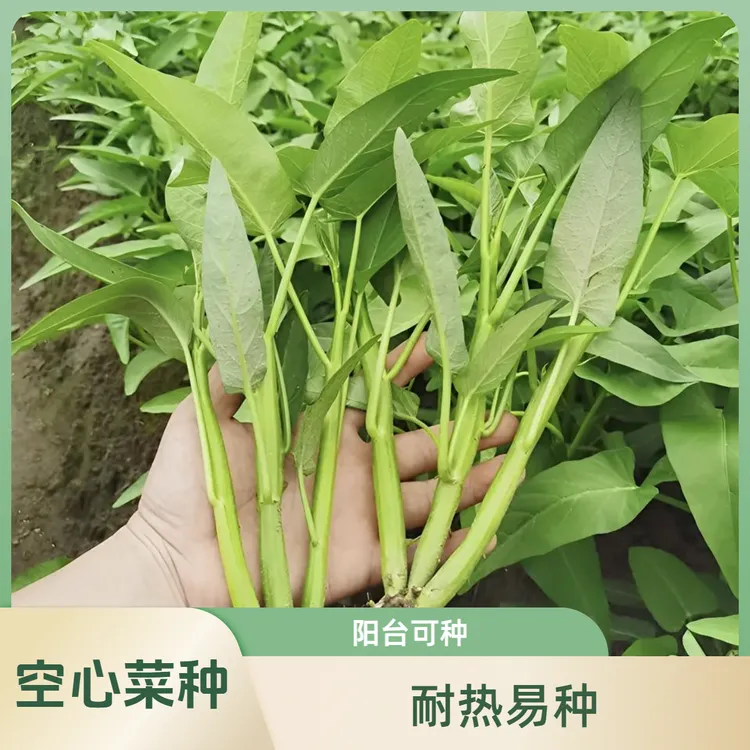 【空心菜种子】柳叶空心菜菜籽芹菜三叉空心菜种子耐热家庭小院