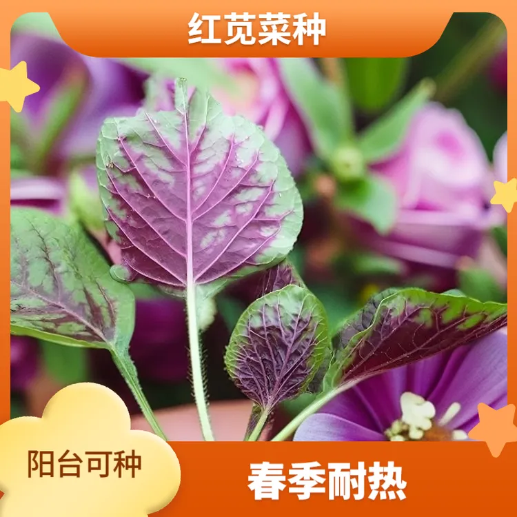 【圆花叶红苋菜种子】红苋菜种子家庭小院种菜阳台盆栽种植蔬菜种子
