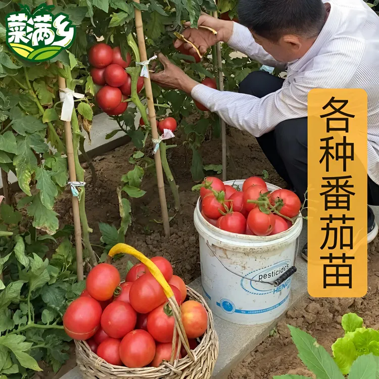 【番茄苗大全】菜满乡专育对版西红柿苗黑番茄毛粉千喜蔬菜种子
