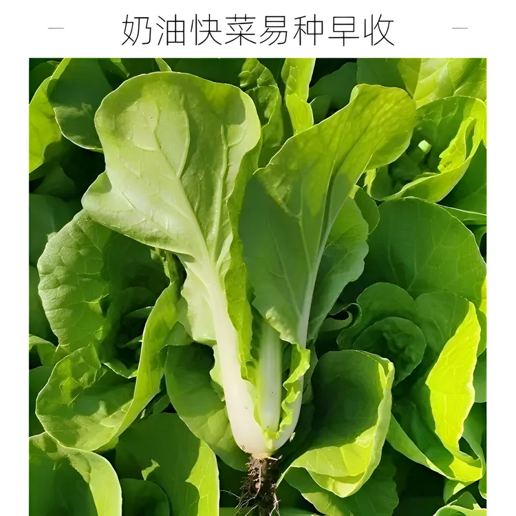 奶油快菜种子阳台小院家庭种菜速生小白菜青叶菜种植生长适应收获