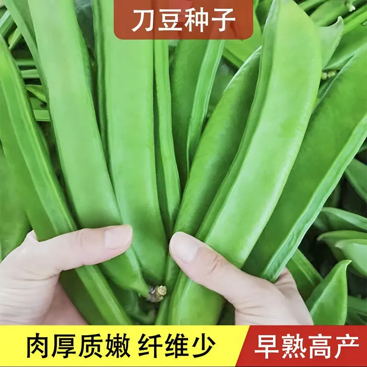 【大刀豆种子】四季大扁豆种子阳台北方小院种菜特色蔬菜种子高产