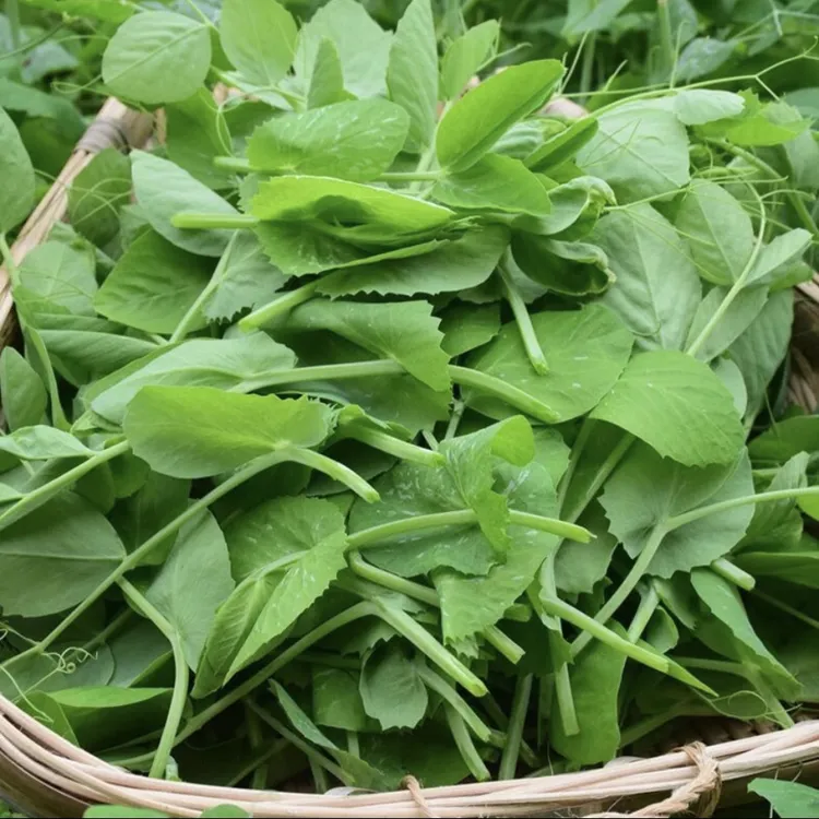 菜满乡【豌豆尖种子】四季种植可水培土培龙须荷兰豆种子芽苗菜