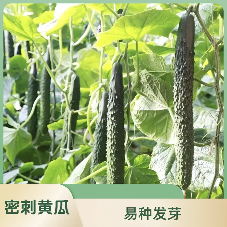 密刺黄瓜种子老品种黄瓜种子家庭小院种菜阳台盆栽种植蔬菜种子