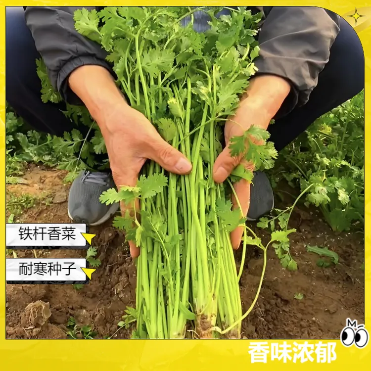 【铁杆香菜种子】小炒肉香菜木耳菜种子耐寒香菜