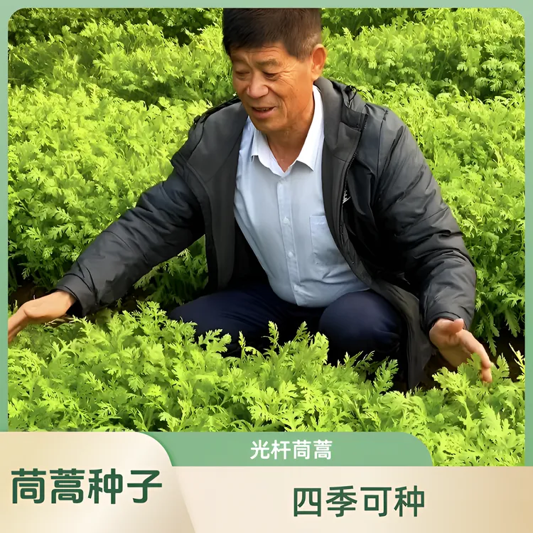 【茼蒿种子】光杆茼蒿种子小叶茼蒿种子