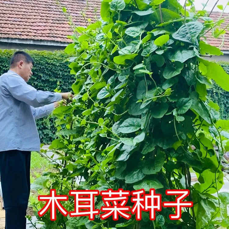【木耳菜种子】圆叶木耳菜种子夏季耐热蔬菜播种小院阳台盆栽种植