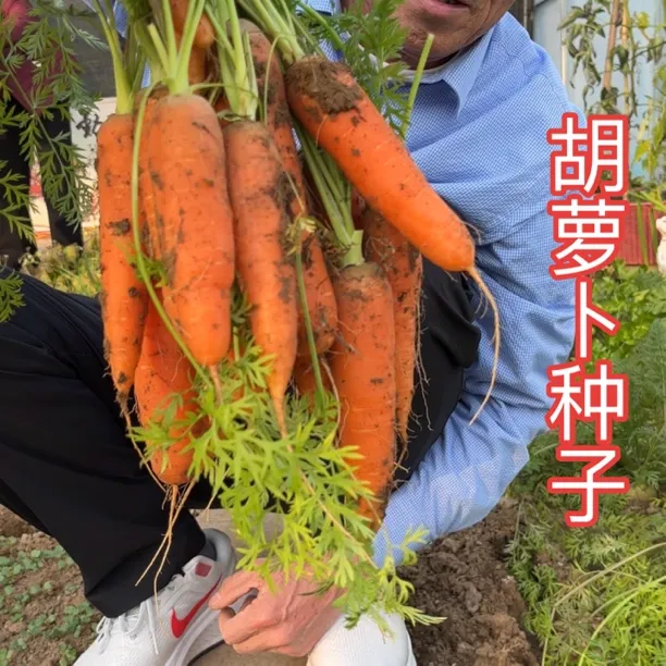 胡萝卜有机蔬菜种子正品对版水果胡萝卜小院阳台种菜四季大田种植