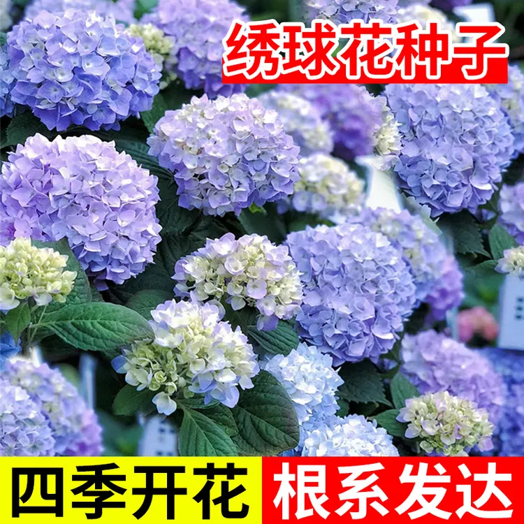 绣球花种子  播种四季开花卉多年生盆栽庭院种植混色花籽
