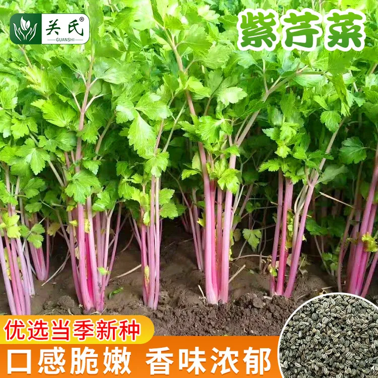 紫芹菜种子 红芹菜种子小院盆栽春季简单蔬菜抗寒高产营养元素