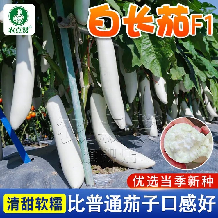 公主白长茄种子籽春夏秋冬四季茄子苗秧苗种孑庭院阳台盆栽蔬菜籽