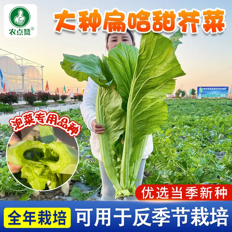 南方大叶芥菜种子广东芥菜四季宽邦青菜腌酸菜泡菜种子高产优选