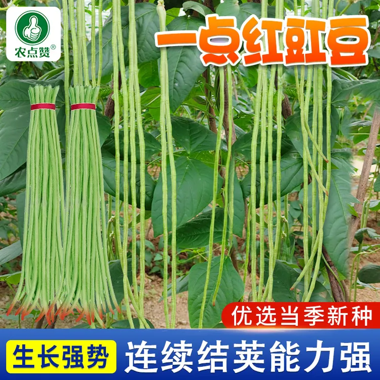 一点红豇豆种籽 长豇豆豆角种子蔬菜种子高产简单营养白条