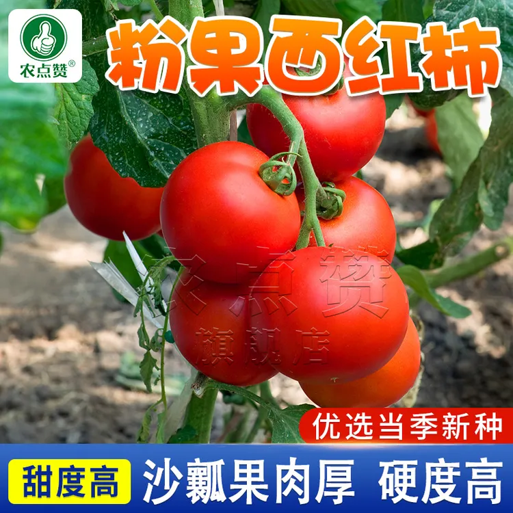 毛粉番茄种子 农家大粉番茄沙瓤老品种西红柿四季阳台蔬菜种籽