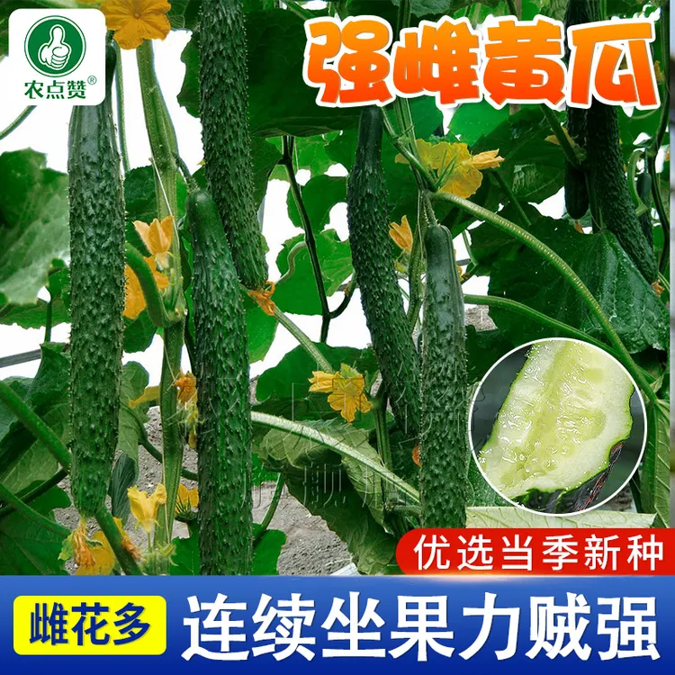 黄瓜种子 强雌密刺翠绿黄瓜种籽老品种阳台小院蔬菜种植营养育苗