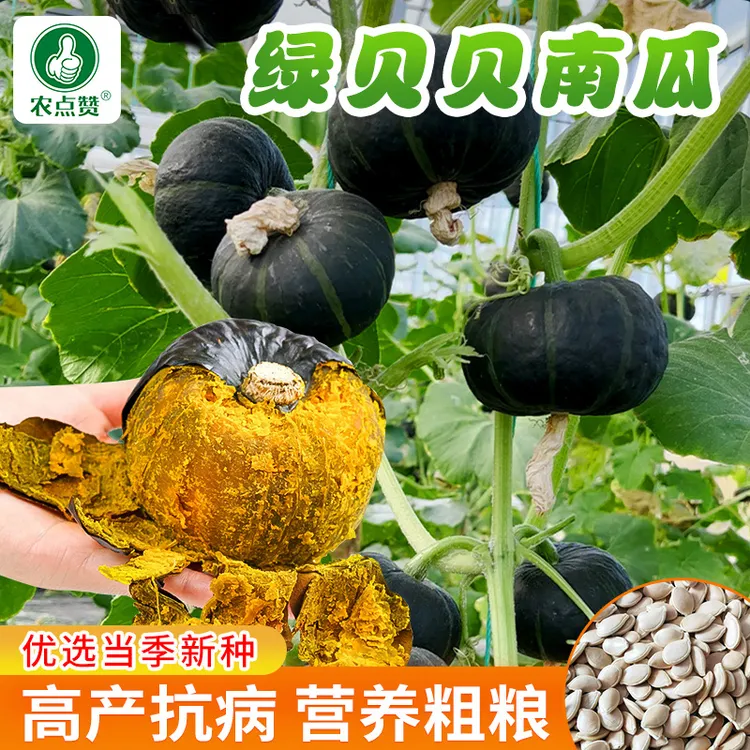 贝贝南瓜种子 早熟绿贝贝板栗粉糯味家庭小南瓜蔬菜种籽春季高产