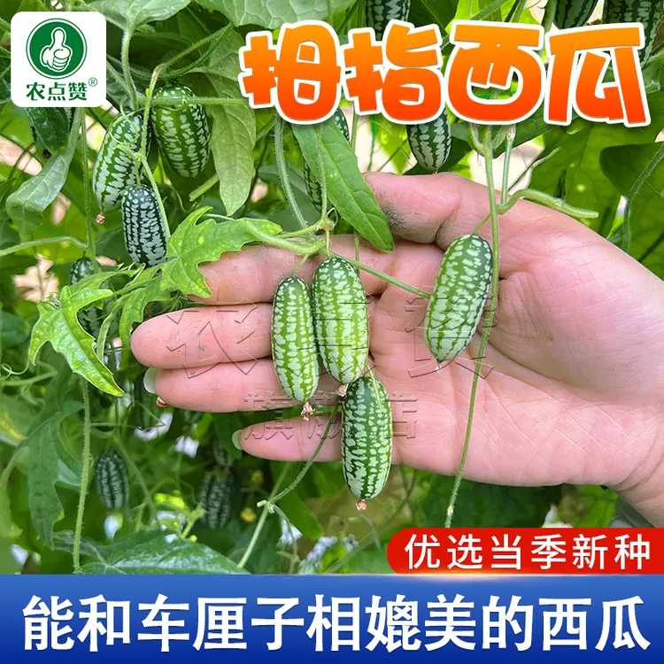 拇指西瓜种子 迷你可食用观赏型小西瓜种子四季阳台盆栽春季家庭
