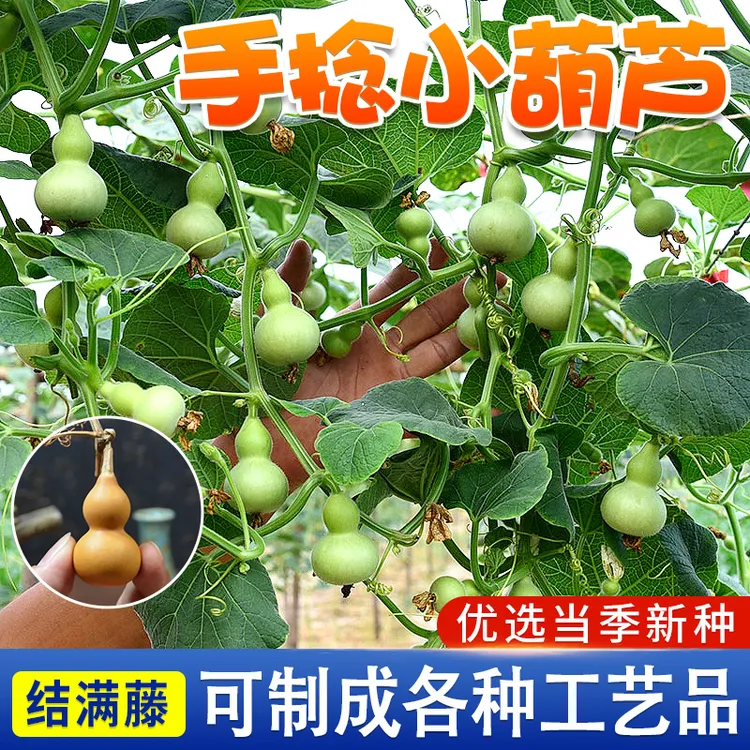 手捻小葫芦种子 葫芦种子春季小院种植蔬菜夏季成熟高产耐寒简单