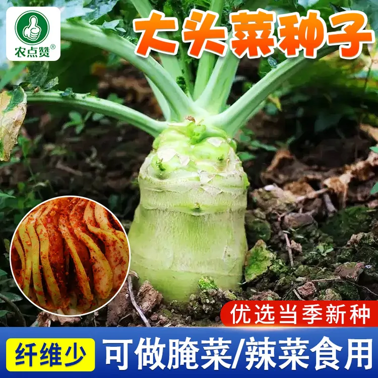 大头菜种子光头芥菜疙瘩榨菜芥菜种籽四川辣菜腌咸菜四季蔬菜种子