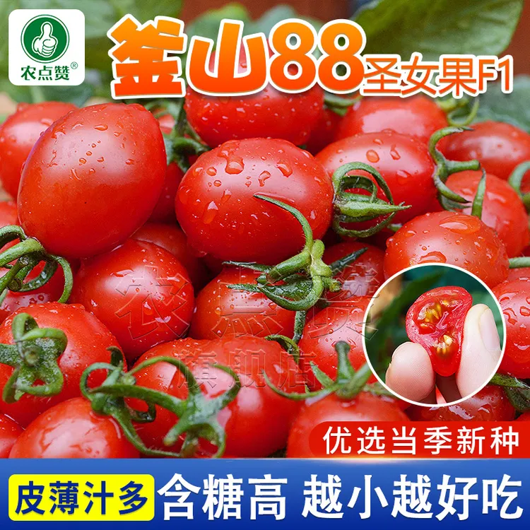 釜山88千禧圣女果种子四季蔬菜玲珑小番茄种籽红色樱桃番茄种种子