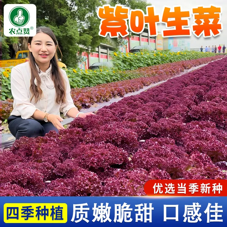 【紫叶生菜】厂家正品菜籽四季速生生菜种籽苗小院阳台盆栽蔬菜种子