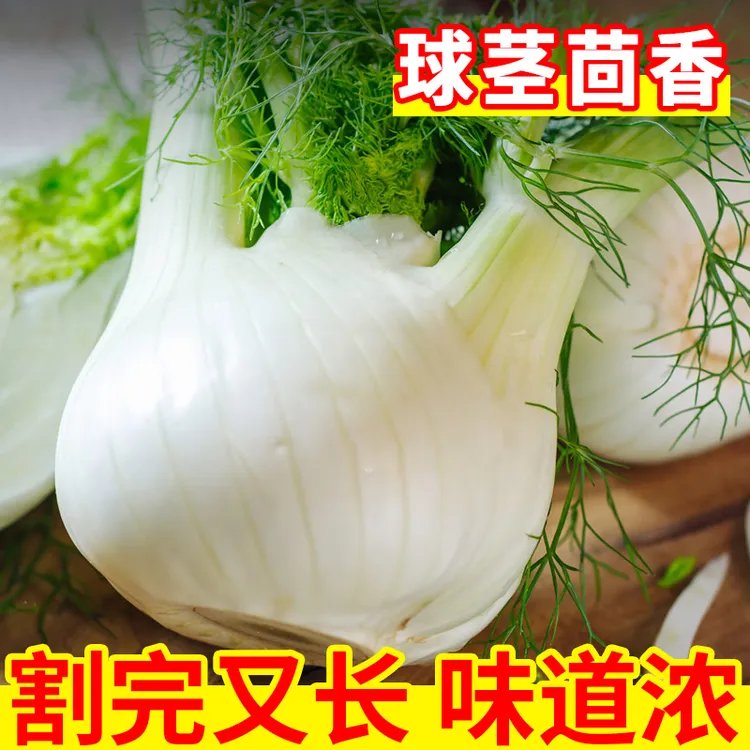四季球茎茴香种子高产小茴香种籽结球茴香四季播种阳台盆栽蔬菜籽