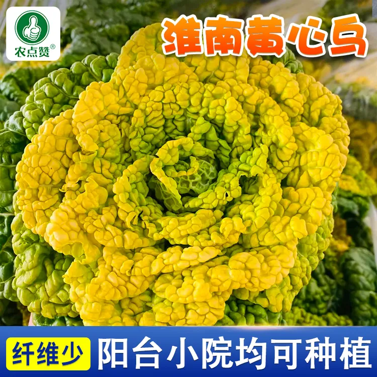 淮南黄心乌种子 耐寒乌塌菜种籽菊花青菜蔬菜籽四季大田小院种植