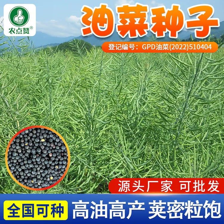 【ZS】高产油菜籽德5油778油菜种子抗病抗倒伏含油量高杂交油菜花籽