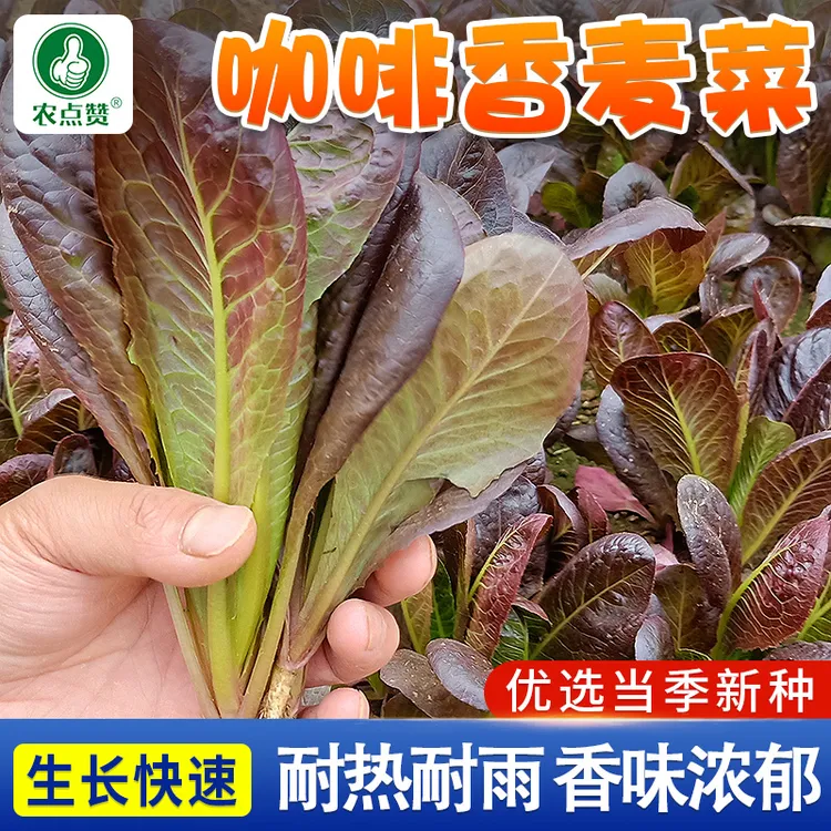 咖啡香麦菜种子 不生虫蔬菜种籽阳台盆栽小院种植菜籽简单