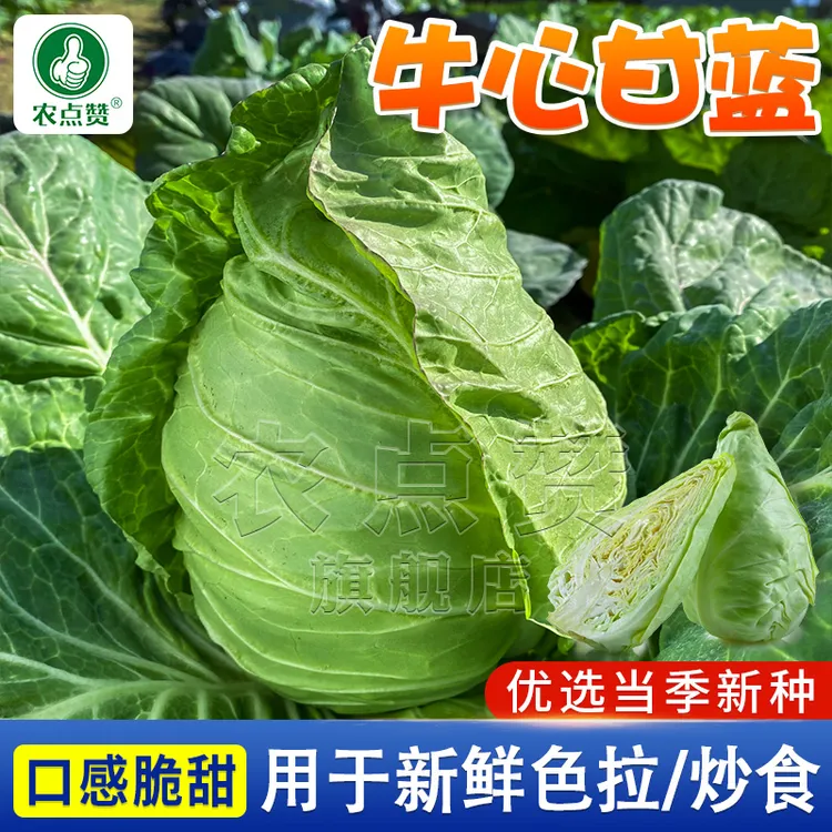牛心包菜种籽 牛心甘蓝 卷心菜苗种子蔬菜秧苗种菜四季露天种子孑