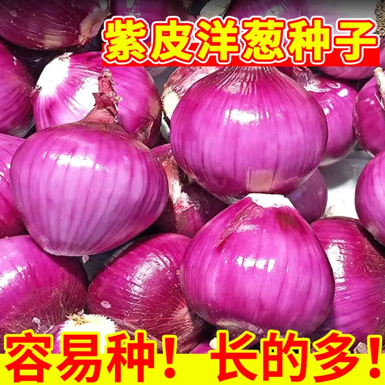 云南紫皮洋葱种子农家红皮洋葱籽紫色大圆葱种水果洋葱种籽老品种