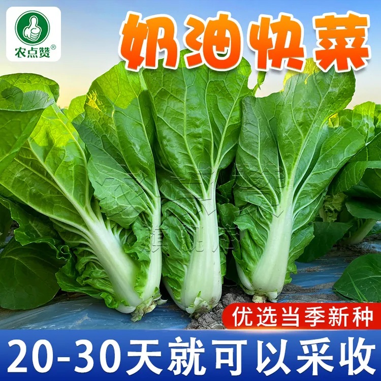 四季奶油快菜25天快菜春夏秋冬蔬菜种奶油小白菜籽
