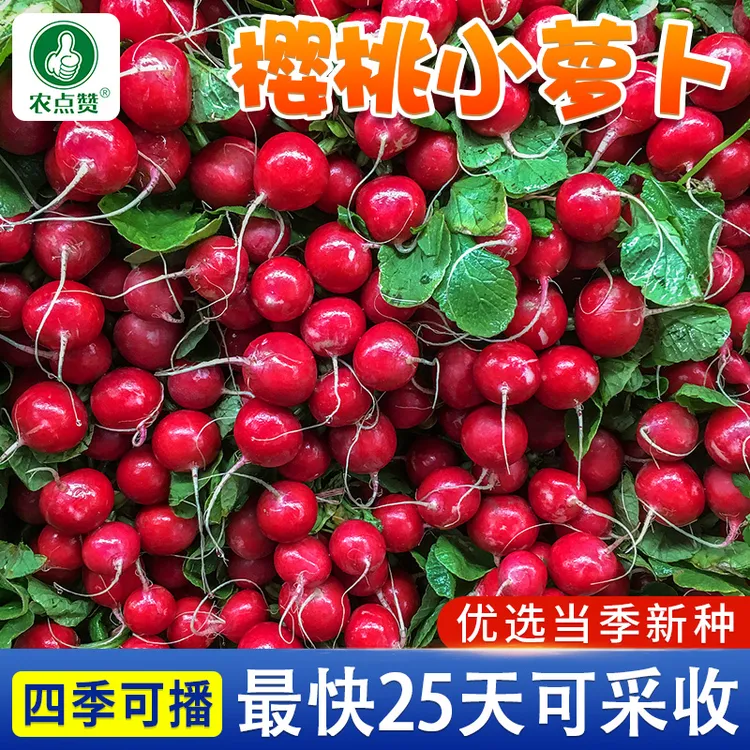 【三包】萝卜种子组合樱桃小萝卜浙大长白萝卜脆青沙窝萝卜种子