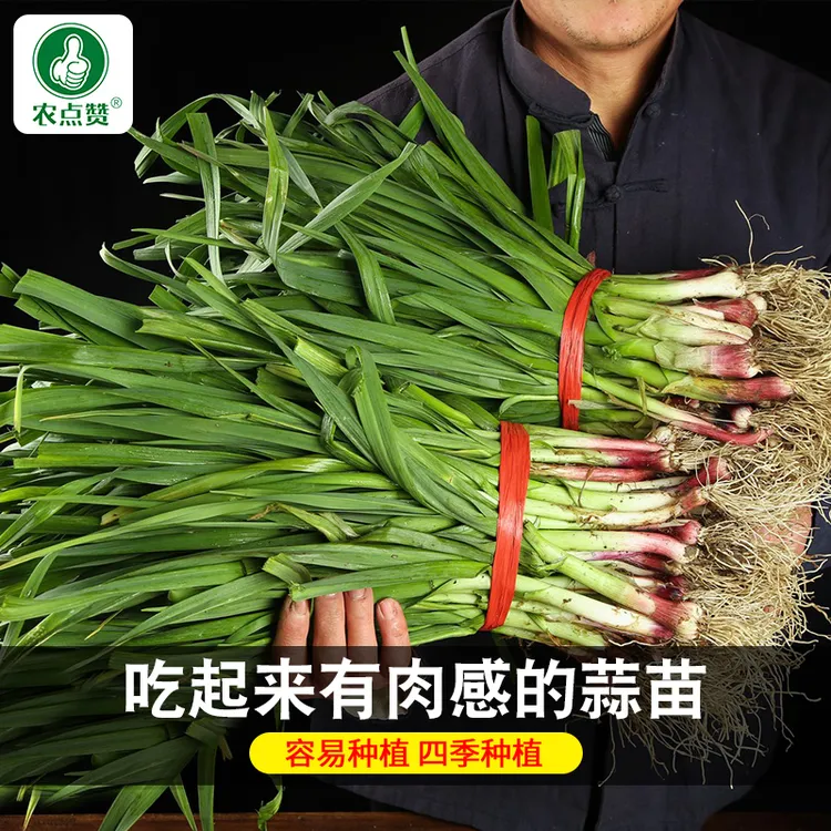 红根蒜苗种子 四季宽叶大蒜种子易活好养多茬阳台小院蔬菜种植