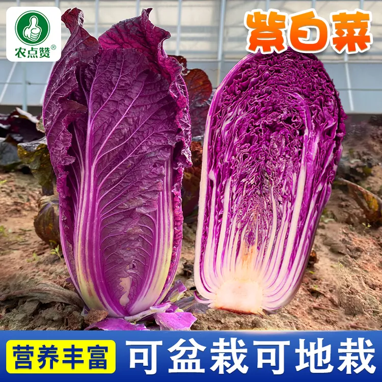 农点赞  紫玉白菜种子 秋冬稀有特色营养千宝菜籽清香四季蔬菜孑