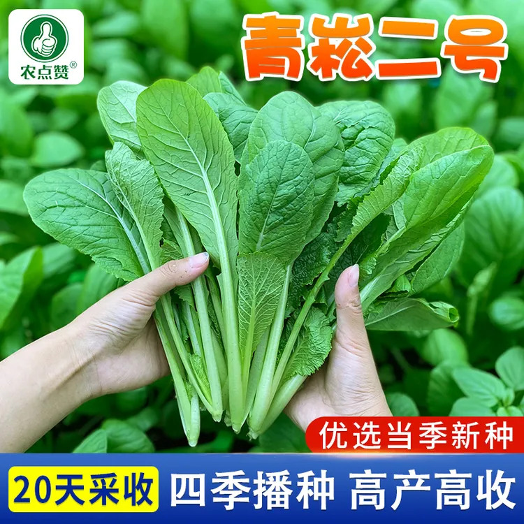 小菘菜种子耐热耐寒速生青梗菜青松菜种子杂交小菘菜蔬菜种子四季