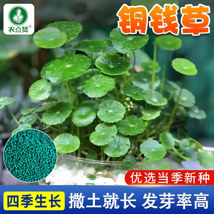 铜钱草种子 大叶水培水养植物花卉四季阳台室内盆栽庭院常绿种籽