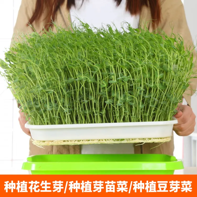 【买一送一】育苗盘 阳台无土栽培水培盆种菜盆蔬菜种植盆发芽