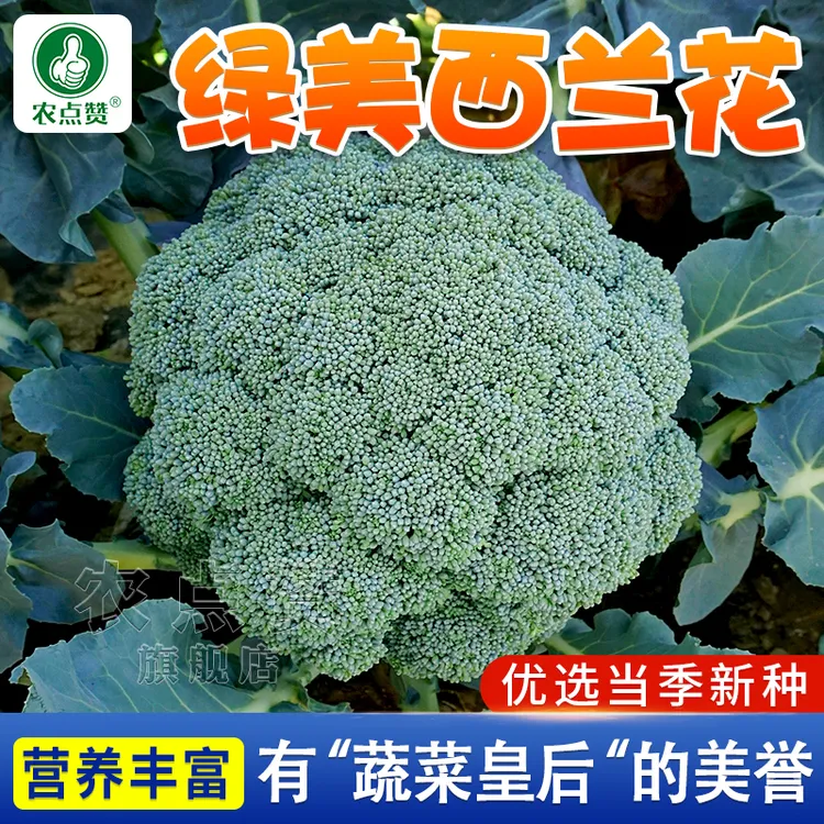 西兰花种子  绿美西蓝花有机蔬菜种子春秋季种植高产种籽营养饱满