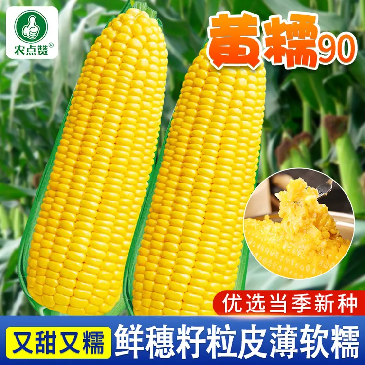 黄糯90玉米种子 黄色糯四季春季糯粘甜玉米种籽孑籽种黏香甜软糯