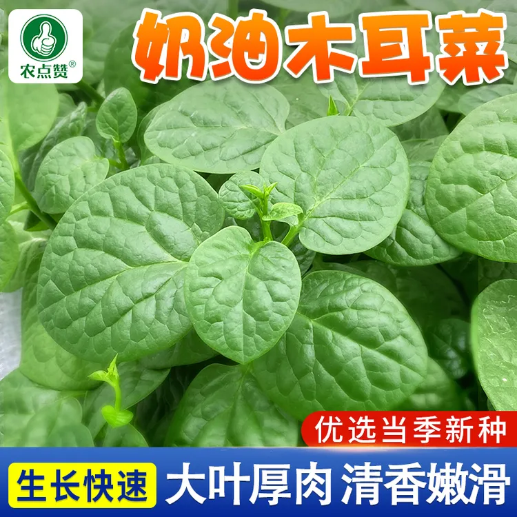 大叶木耳菜种子 小青菜耐高温多茬采收四季阳台盆栽高产蔬菜种子