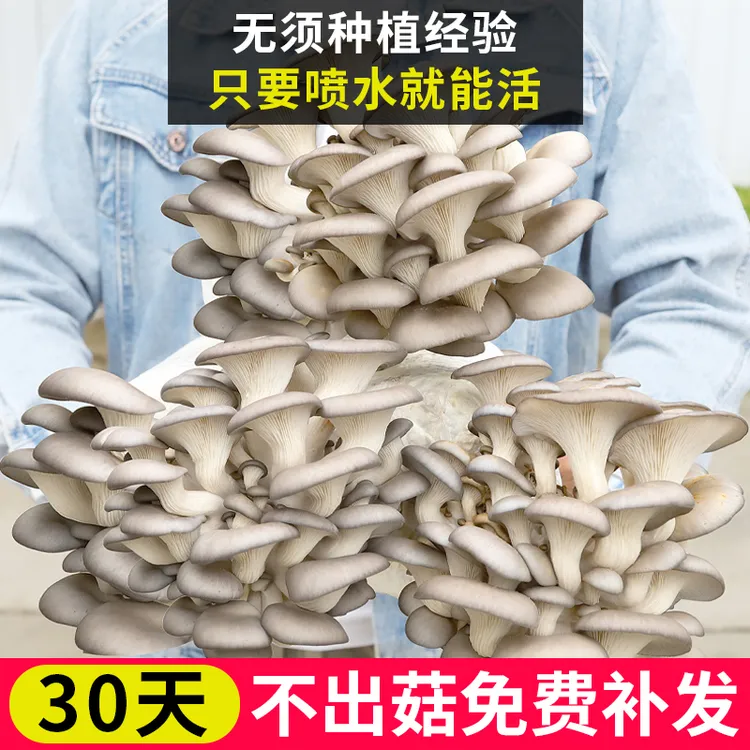 蘑菇包四季家庭阳台种植盆栽蔬菜