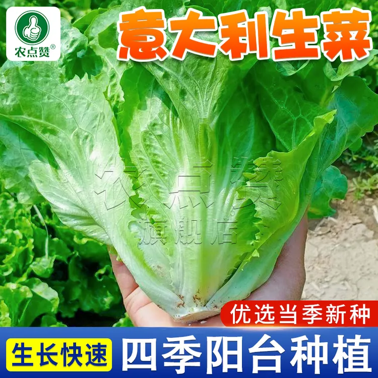 速生意大利生菜种子  清脆香爽口生吃蔬菜四季播种盆栽农家种籽